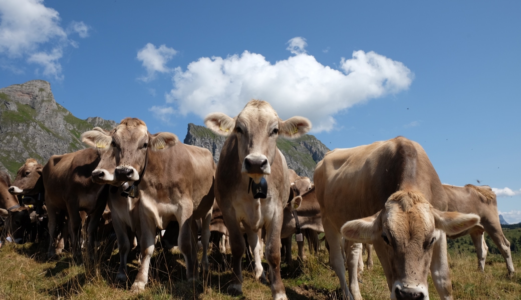 Die Alpwirtschaft gehört zur Ortsgemeinde Sevelen. Allerdings hat sie ihren Anteil an der Alp Valtüsch verkauft.