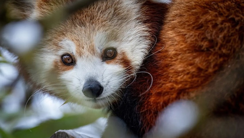 Ein Panda versteckte sich im angrenzenden Wald.