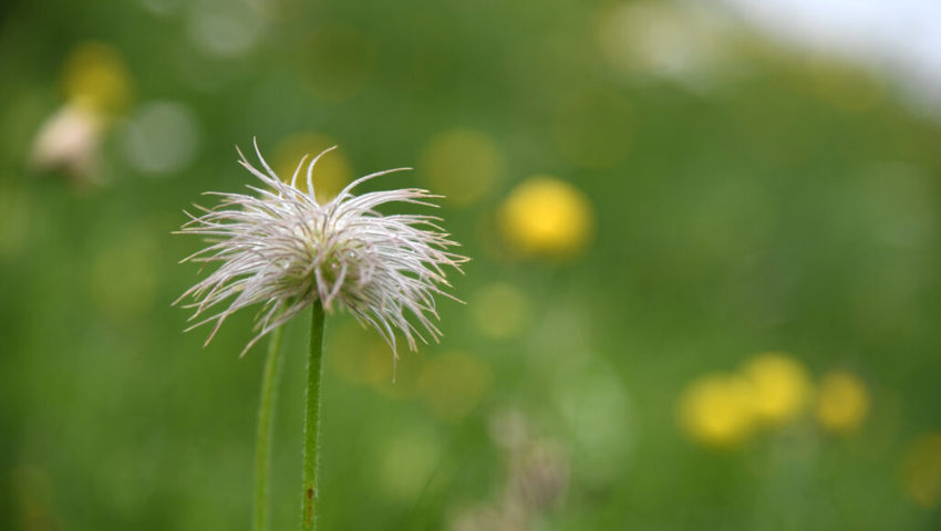  Ein auffallendes Erscheinungsbild: Fruchtstand der Alpen-Anemone.