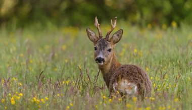 «Luchse regulieren die Rehdichte mit» – die Jagd ist trotzdem wichtig