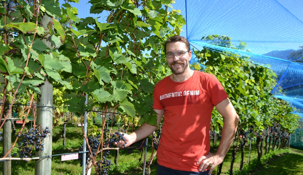 Rebpate Mark Schwärzler freut sich, dass sein «Patenkind», die Traube Cabernet Dorsa, so gut gedeiht.