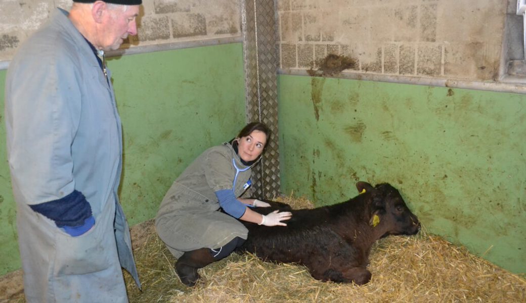  Für die Tierärztin Julie Canal ist es wichtig, dass der Tierbesitzer ihr seine Beobachtungen zum Tier mitteilt. Bilder: Ruedi Roth