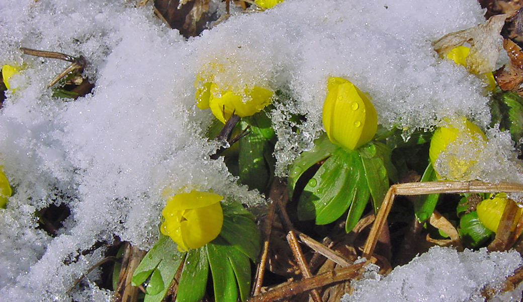 Gartentipp: Pflanzen, die im Winter blühen