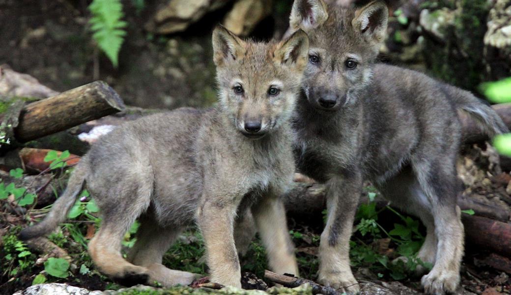 Rudel ist zu gross: Wolfswelpen dürfen getötet werden