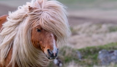 Pony bekommt unfreiwilligen Haarschnitt