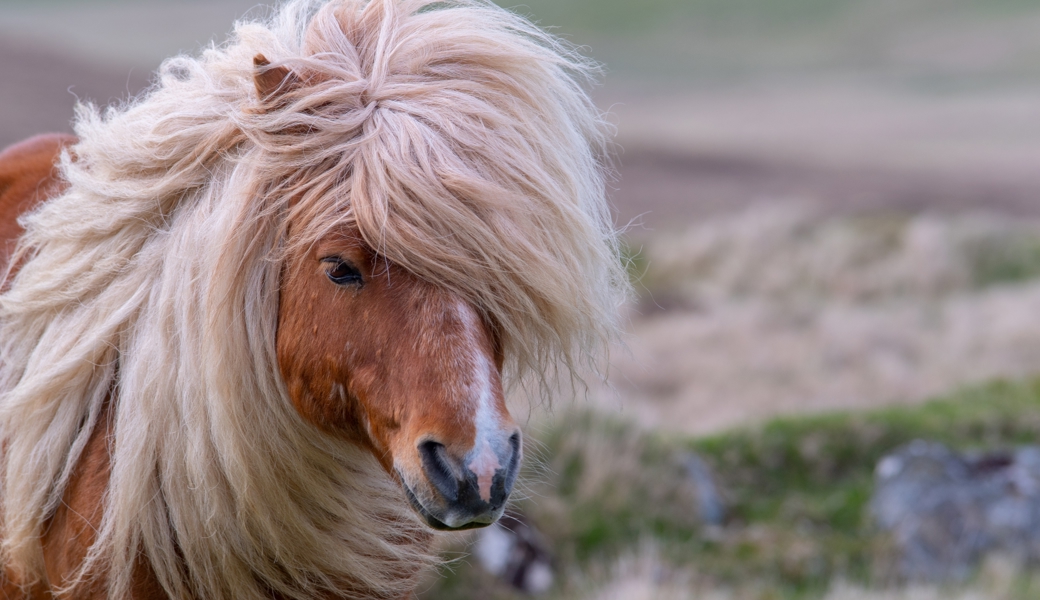 Das Shetlanpony muss nun mit einer kurzen Frisur auskommen.