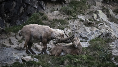 Majestätische Hornträger im Calfeisental spüren den Sommer