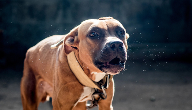 Mann rammt Hund in St.Gallen eine Axt in den Rücken