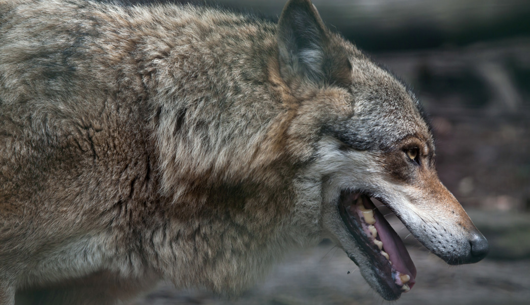 Könnte die sogenannte Lappjagd auch in der Schweiz angewandt werden? Ein St.Galler Amtsleiter und ein Wildhüter wollten dies in Russland herausfinden. Es hagelte Kritik.