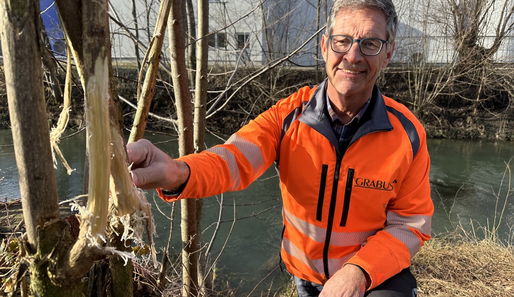 Dem Binnenkanal entlang werden die Robinien ausgemerzt