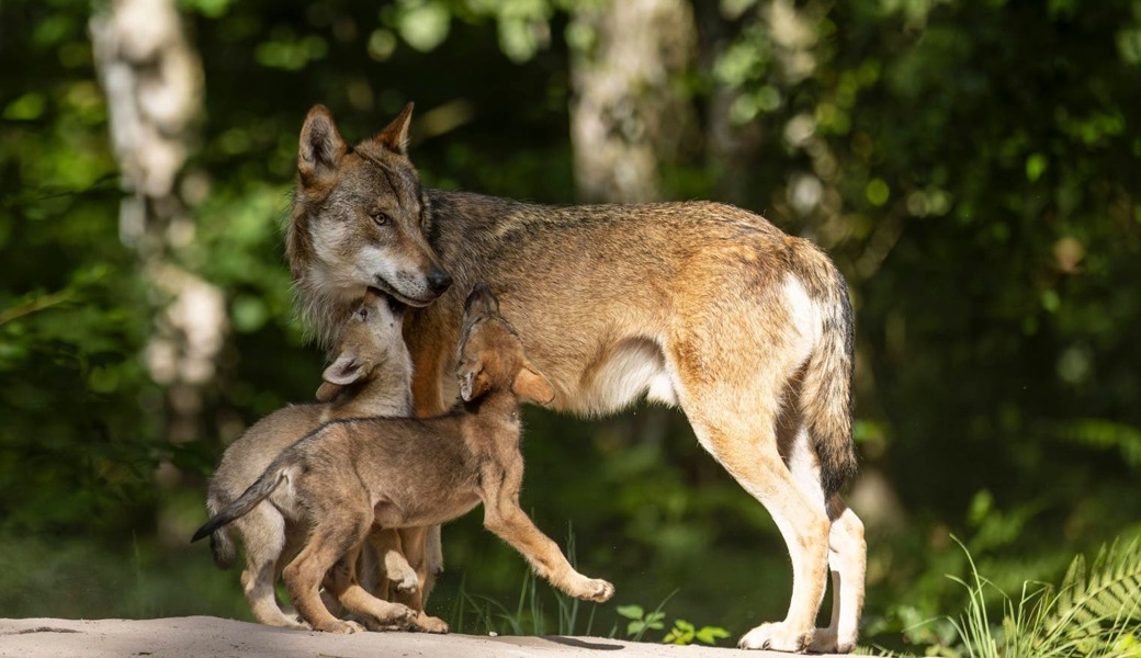 «Situation ist völlig unhaltbar»: Kanton St.Gallen will drei Wolfsrudel regulieren – Ständerätin Esther Friedli fordert härtere Massnahmen