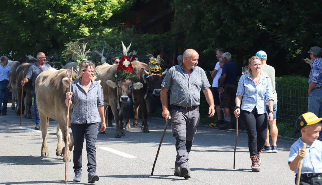 Neuer Verein gegründet: Alpabfahrt wird zum grossen Fest
