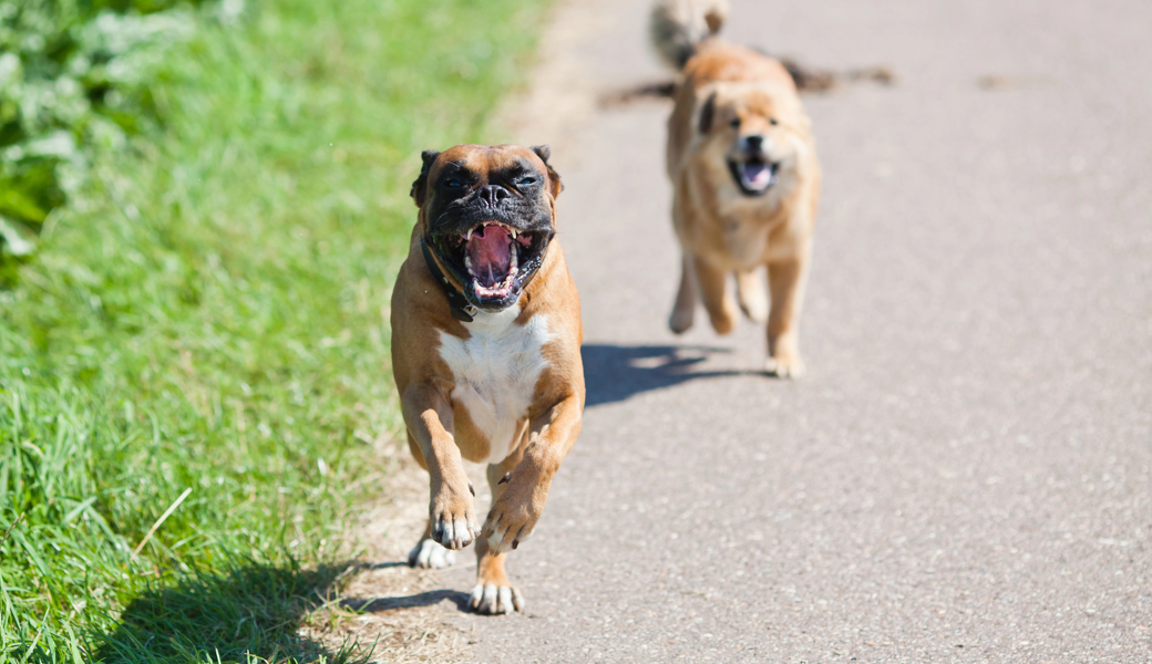 Tierschutzbeauftragter warnt: Zu viele unkontrollierte Hunde in der Region