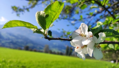 Für einmal blühen Bäume im Spätsommer