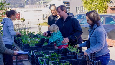 Bevölkerung pflanzt über 2600 heimische Wildblumen