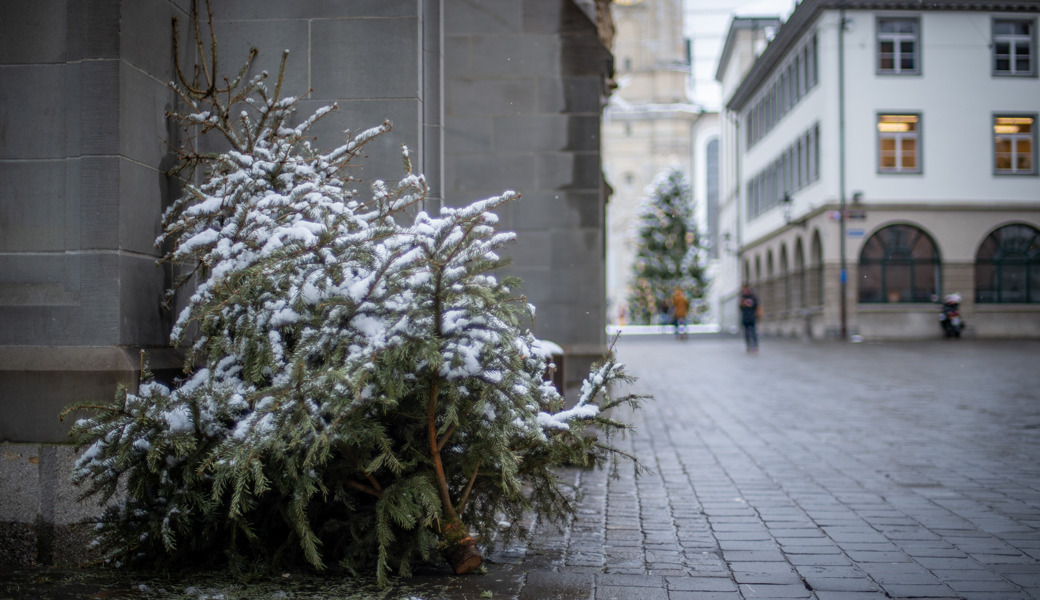 Entsorgt oder weiterverwendet: Des Christbaums letzte Wege