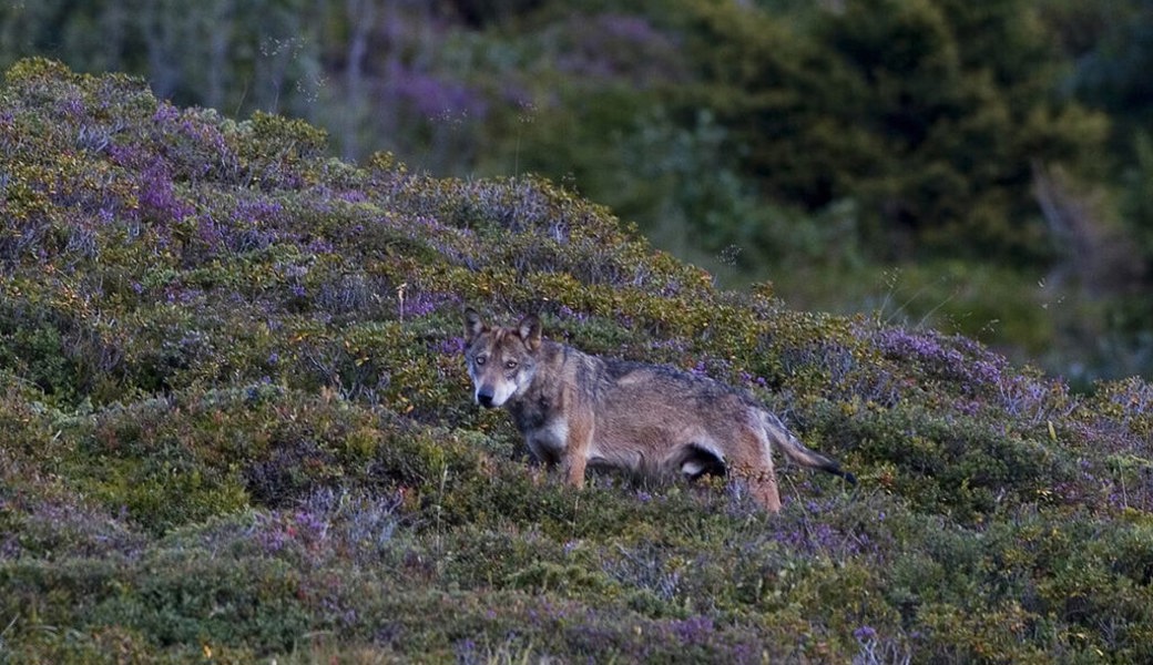  Der Wolf ist zurück und besiedelt das Toggenburg. 