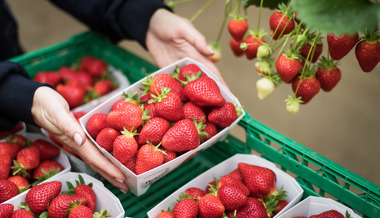 Nicht einmal Erdbeeren sind mehr vor Dieben sicher