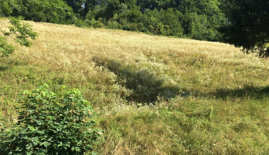  Die Dominanz des Berufskrautes in Gerbenweid, Alt-St. Johann, aufgenommen im August 2019. 