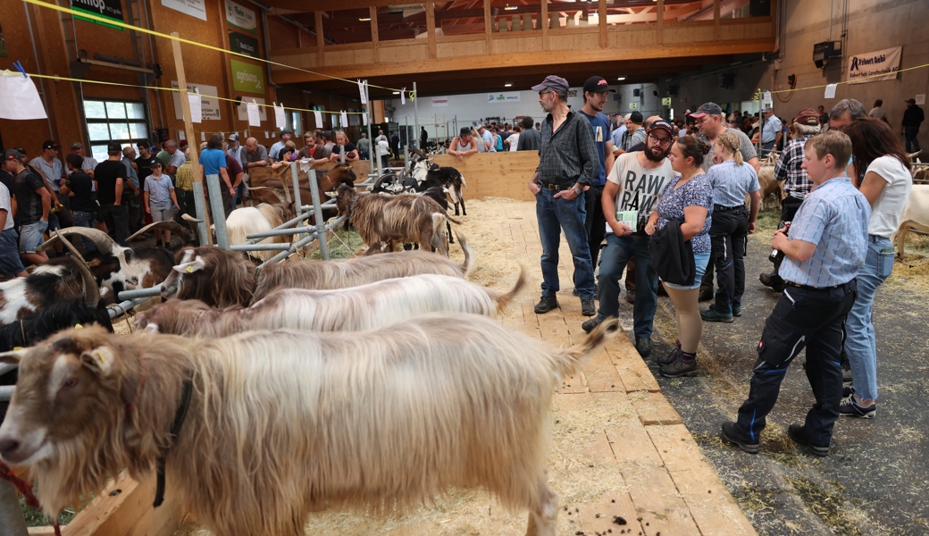 Ziegenzüchter und -züchterinnen kämpfen mit rund 300 Tieren aus elf Rassen um gute Noten.