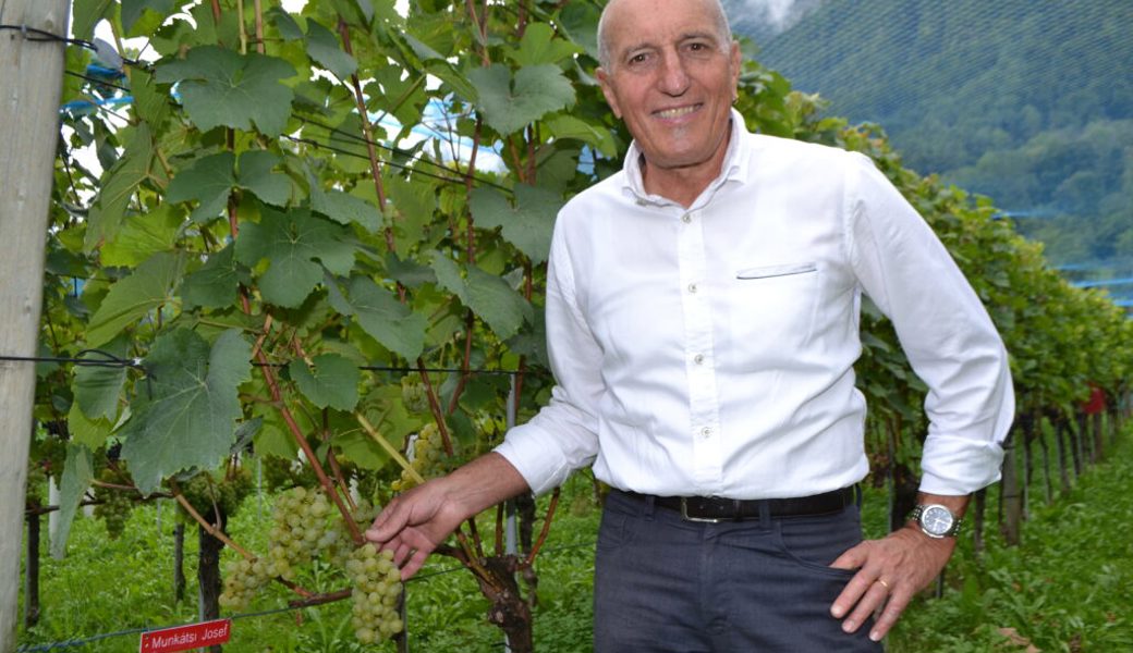  Der Leiter der Fachstelle Weinbau, Markus Hardegger mit Muskateller Trauben, die kurz vor der Ernte stehen. Bilder: Adi Lippuner