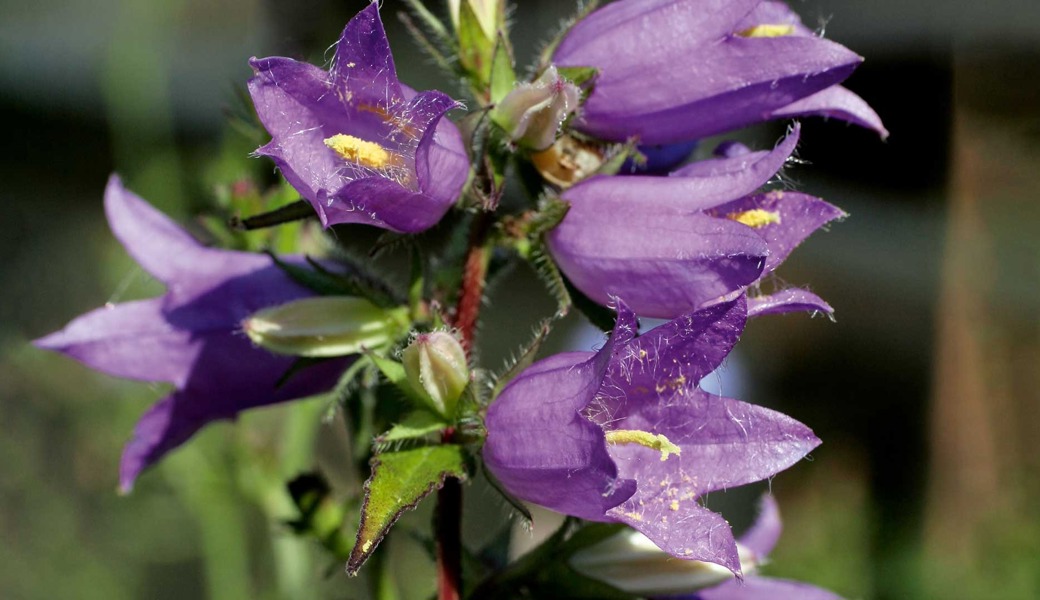 Die Campanula Trachelium ist in weiten Teilen der Schweiz verbreitet.