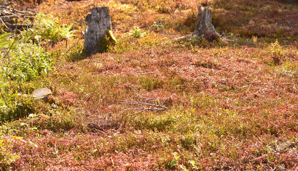 Im Hochmoor Hüttenbüel in Ebnat-Kappel wuchsen Heidelbeeren. Zum Schutz des Moors wurden diese nun entfernt.