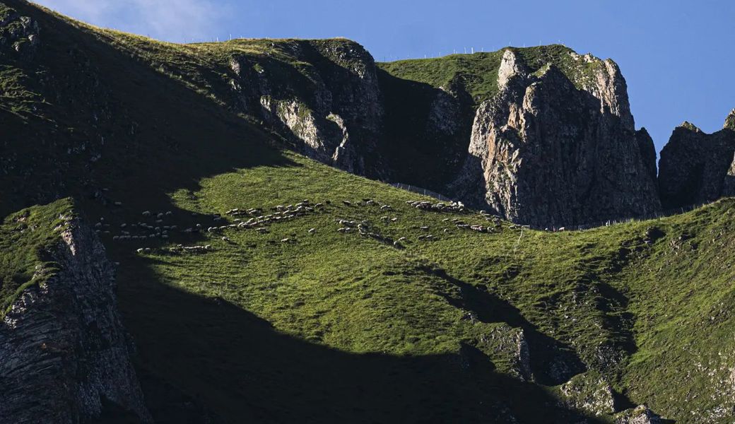 Tagsüber bewegten sich die Schafe frei auf der Alp Halde. Nachts wurden sie in einem Pferch gesammelt.