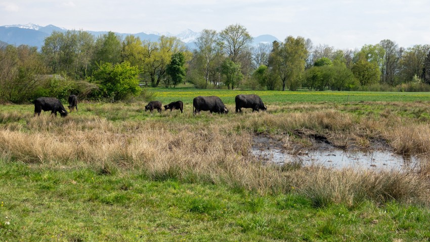 Wasserbüffel eignen sich besonders für die Beweidung von Feuchtgebieten, da sie robust sind und besonders breite Klauen haben.