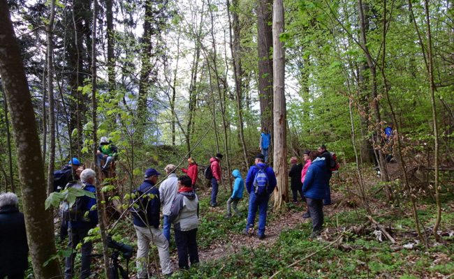 Exkursion für Frühaufsteher: Morgenstund hatte einmal mehr Gold im Mund