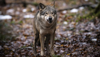 Jungwolf des Calfeisenrudels geschossen