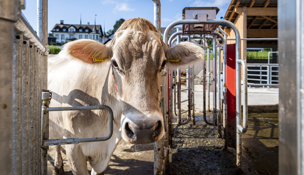 Milchwirtschaft als eine der tragenden Säulen: Die Kantonsregierung sieht am LZSG in Salez Potenzial für die Zukunft