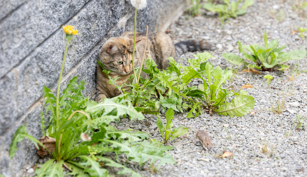 Sind Katzen unterschätzte Raubtiere, von denen es in der Schweiz viel zu viele gibt?