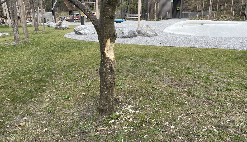 Zeugenaufruf: Unbekannte beschädigten Baum