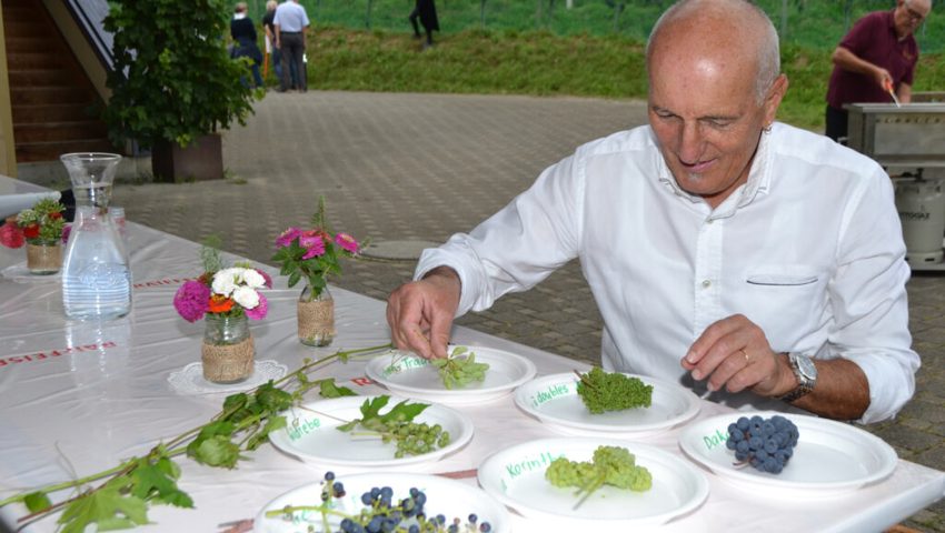  Markus Hardegger mit einer Auswahl der Rebsorten, wie sie im Frümser Staatswingert wachsen.