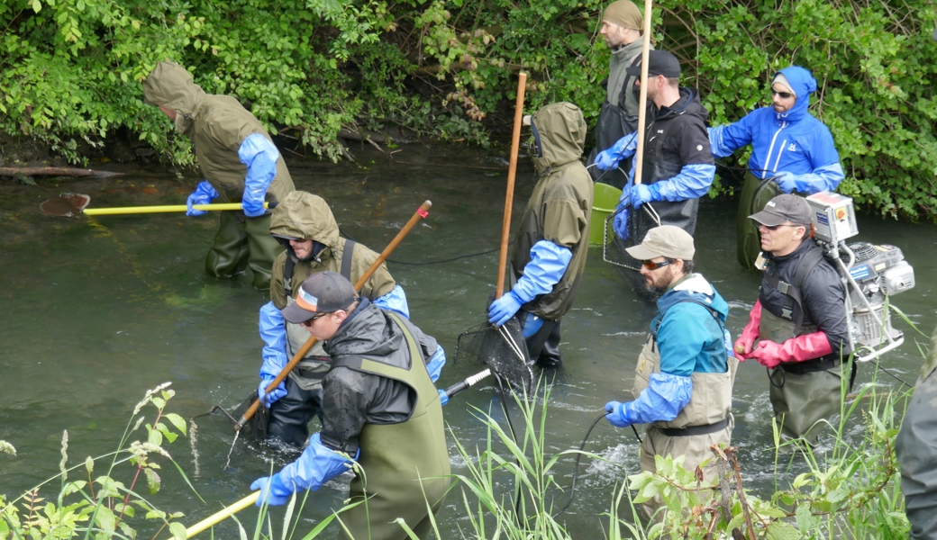 In koordinierter Teamarbeit werden die Fische aus dem alten Verlauf des Binnenkanals abgefischt, um in den neuen Kanal verfrachtet zu werden.