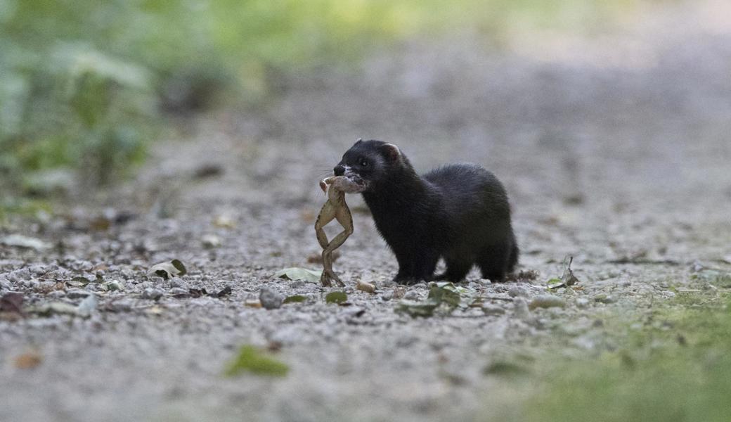 Frösche und Kröten sind die Hauptnahrung des Iltisses in der Schweiz. 