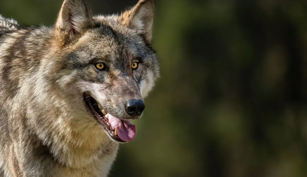 Wolf reisst Ziege auf der Wolzenalp