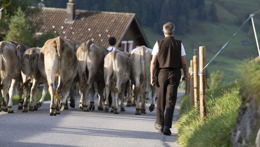  Gemäss dem Senntum läuft der Viehbesitzer am Schluss mit. 