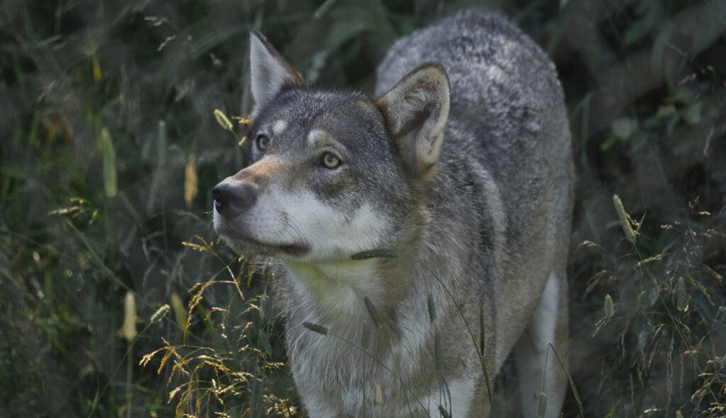  Wie viele Wölfe zurzeit im Toggenburg unterwegs sind, lässt sich nicht sagen. 