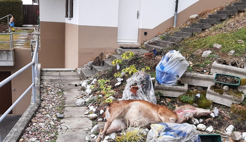 Nun ist der Wolf im Wohngebiet: Zwei Hirsche gerissen