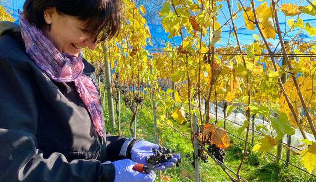 Weinlese mit Hingabe: Das Resultat im Kanton ist «klein aber fein». 