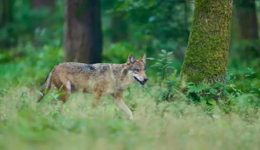 Am Wolf scheiden sich die Geister. In den vergangenen Monaten hat ein Wolfspaar in Flums rund dreissig Schafe gerissen.