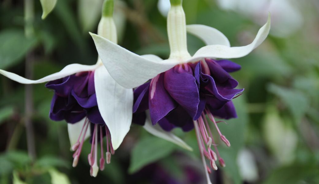  Die hübschen Blüten der Fuchsien sind als Balkonschmuck bekannt. Ab sofort findet man sie auch auf dem Teller. 