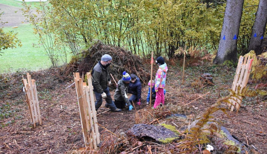  Allein im Toggenburg wurden seit 2011 über 10'000 Bäume gepflanzt. 