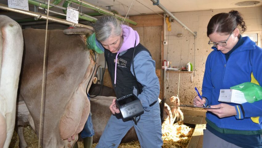  Mirjam Scherrer untersucht mittels Ultraschall die Trächtigkeit, Flavia Tischhauser notiert die Ergebnisse.