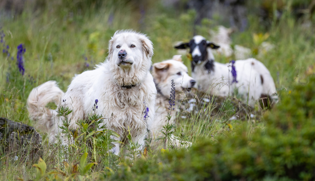 Der Hund schützt vor dem Wolf, wo Zäune nicht ausreichen