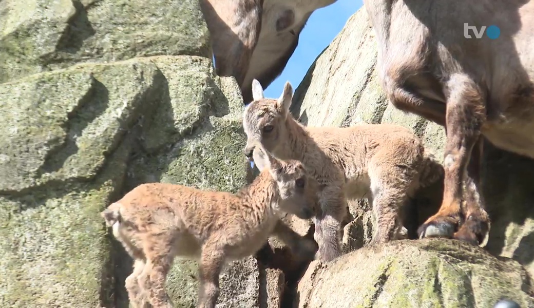 Zuckersüss: Steinbock-Kitze verzaubern St.Galler Wildpark