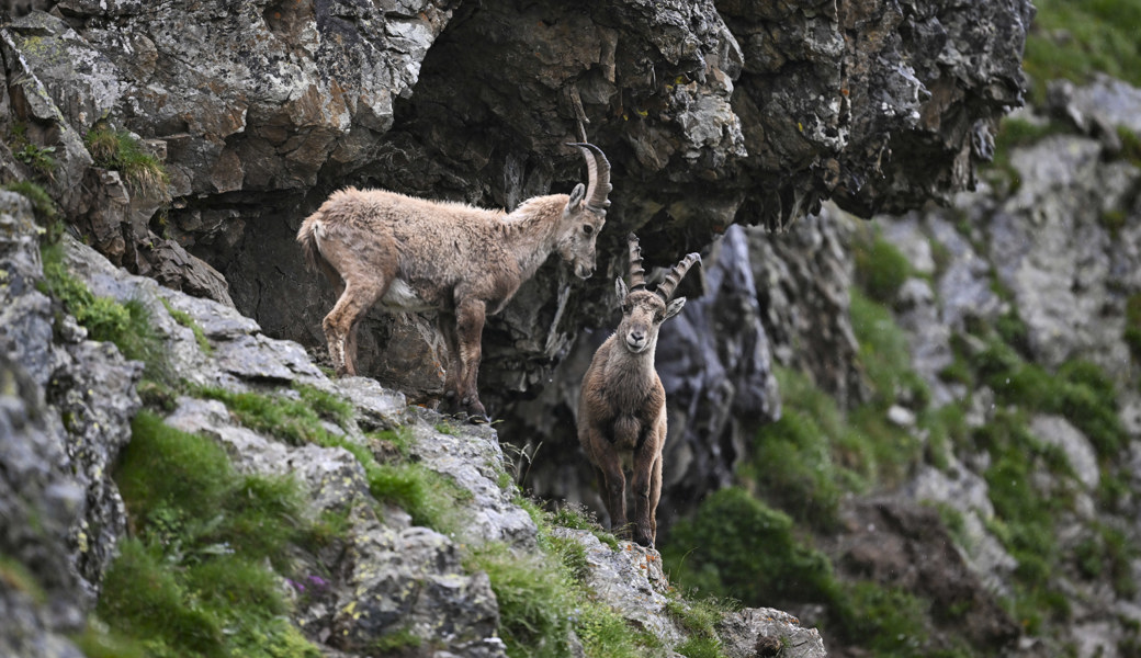 Die Wildtiere machten keine Anstalten, aus dem Weg zu gehen.