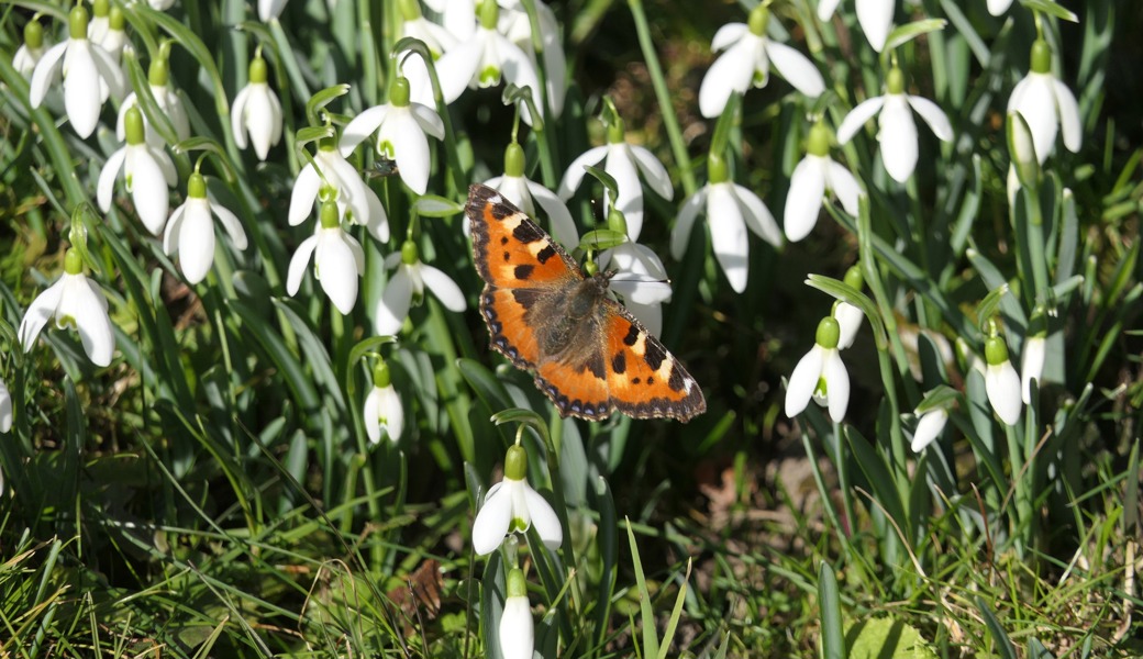 Der Kleine Fuchs fühlt sich nach der Überwinterung bei diesen warmen Februartemperaturen sichtlich wohl.